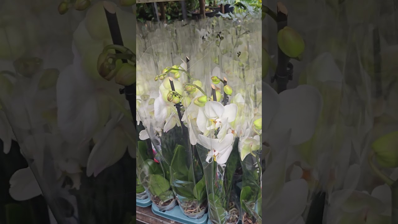 Лондон.  Оливковые деревья. Орхидеи. Маркет цветов.London. Olive trees. Orchids. Flower market.