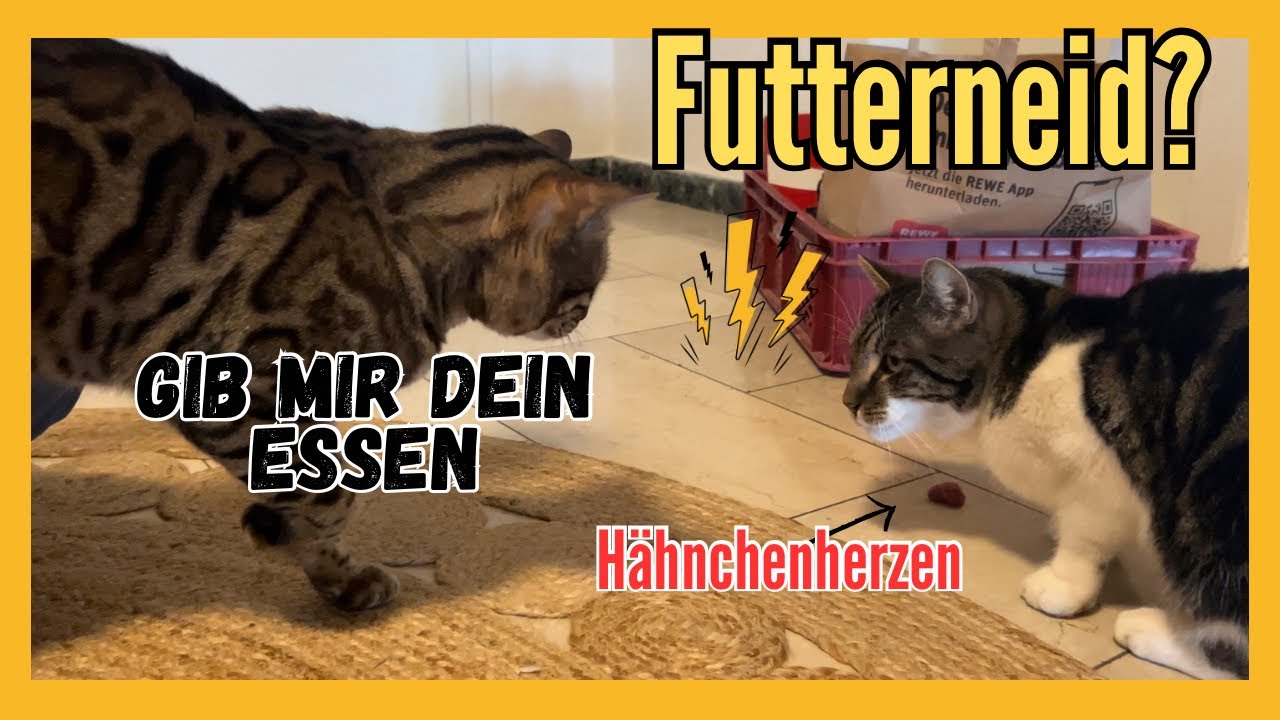 Futterneid bei Katzen? Eine neue Katze zieht ein…