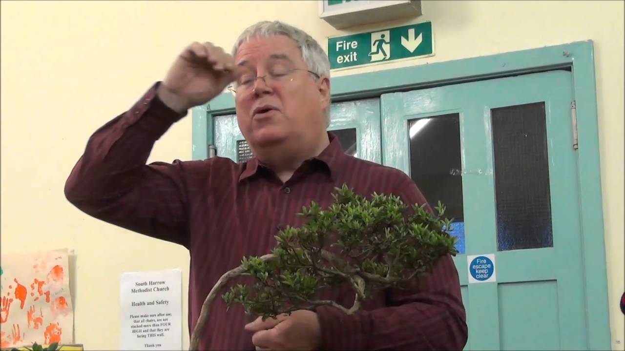 Satsuki Azalea bonsai Lecture - Part 2 -  care, maintenance, feeding, pruning, seasonal work styling