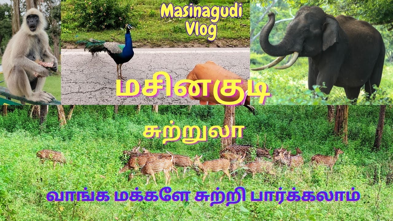 மனதை கொள்ளை கொள்ளும் மசினகுடிI Places to visit in Masinagudi ITamil Vlog #masinagudi #lowbudgettrip