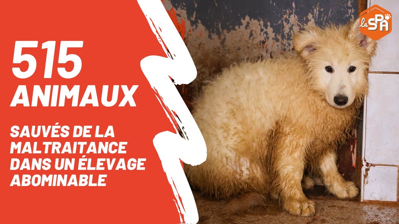 Sauvetage de 515 animaux dans un élevage abominable, la plus grande saisie de la SPA depuis 20 ans !