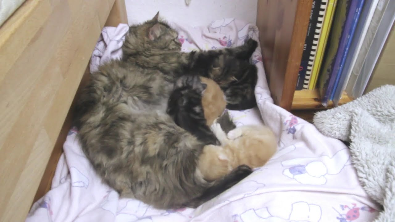 Momos süße Kitten mit 17 Tagen