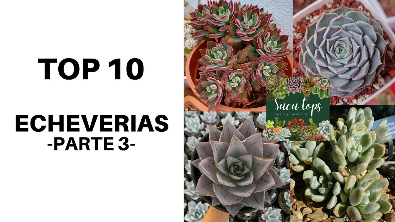 TOP 10 ECHEVERIAS PT 3