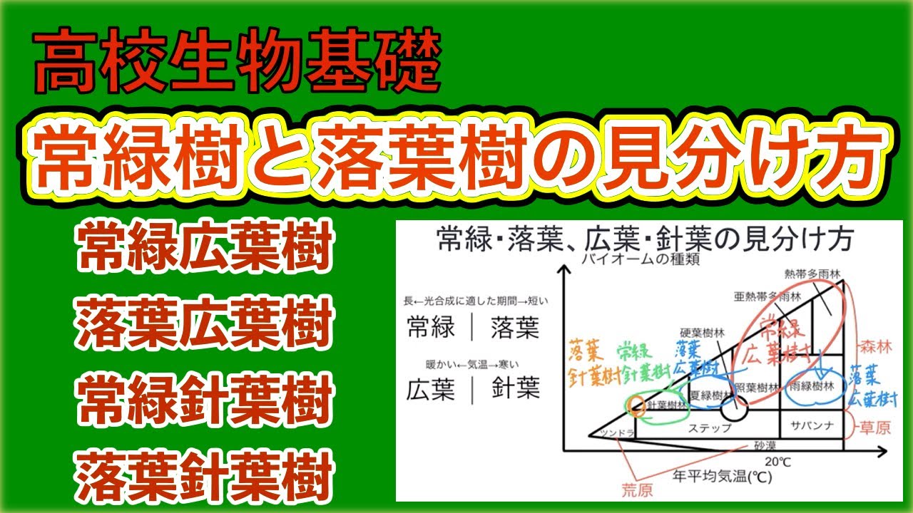 高校生物基礎「バイオーム　常緑樹と落葉樹の見分け方」