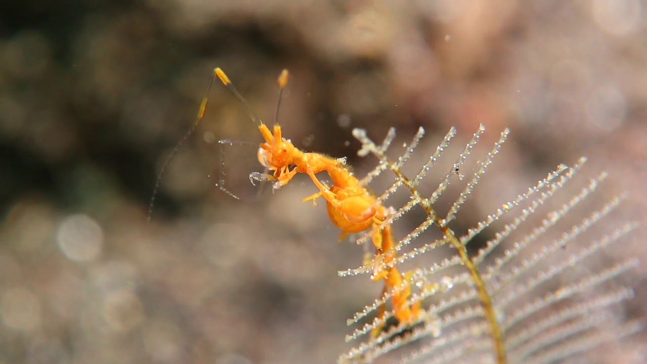 Skeleton Shrimp - Caprellidae