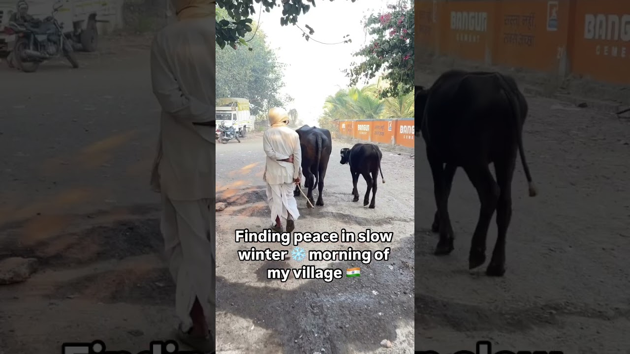 Slow Winter 🥶 Morning in My Village in India 🇮🇳 #villagelife #indiashorts
