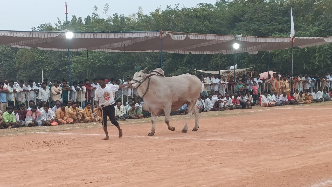ఉత్తనూరు సీనియర్ విభాగం 8 వ Kరామాంజనేయులు గార్లదిన్నే(☀️అఖండ & బాహుబలి🐂🔥💥