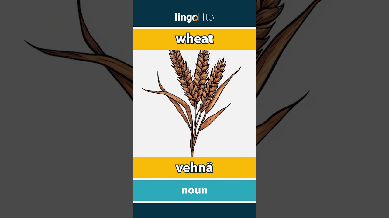 🇬🇧🇫🇮 wheat - vehnä : vocabulary builder : learn English : opetellaan englantia