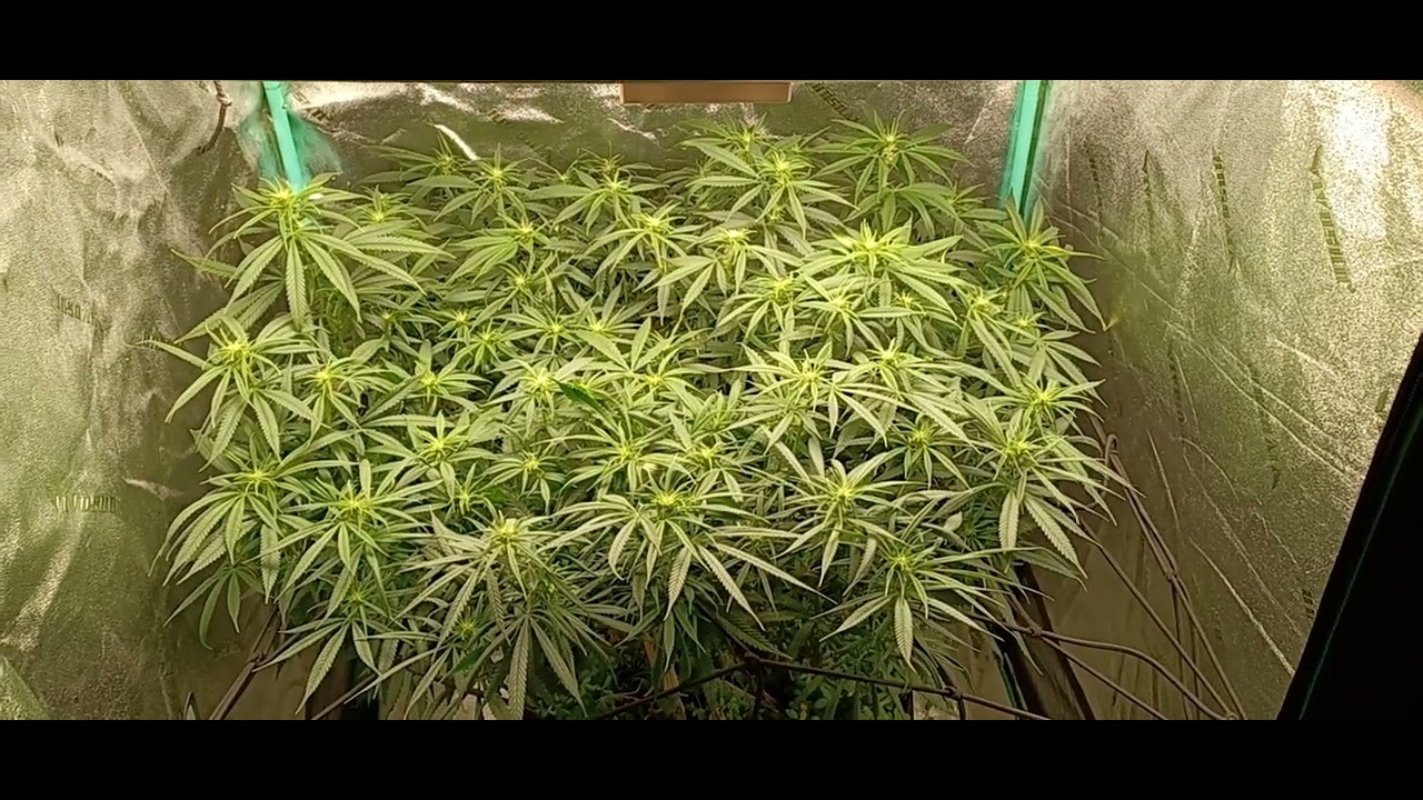 Update Arise x Golden Goat. Irie Genetics. Flipped to flower 12 days ago.