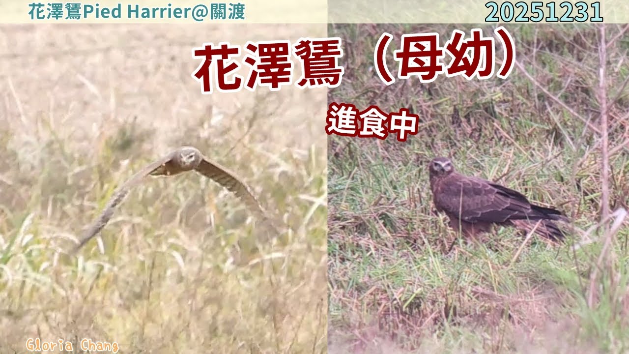 20251231 花澤鵟（母幼）進食中【稀有過境鳥│花澤鵟Pied Harrier│關渡】