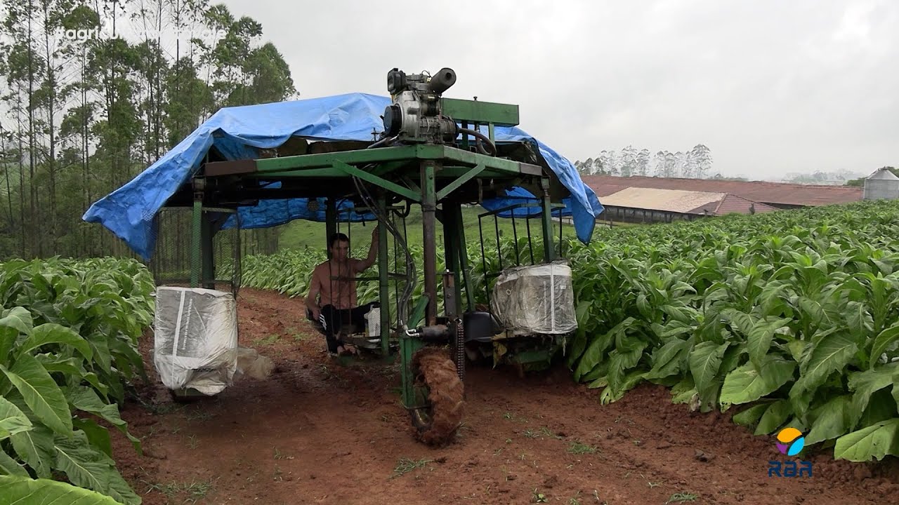 Agricultor fabrica máquina pra colher fumo