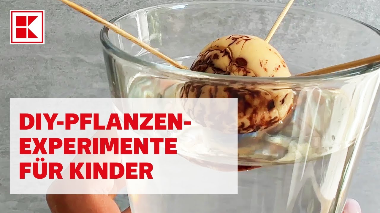 Frühlingsspiele für Kinder I 6 Pflanzenexperimente für Kinder | Mamiblock & FamilienMomente