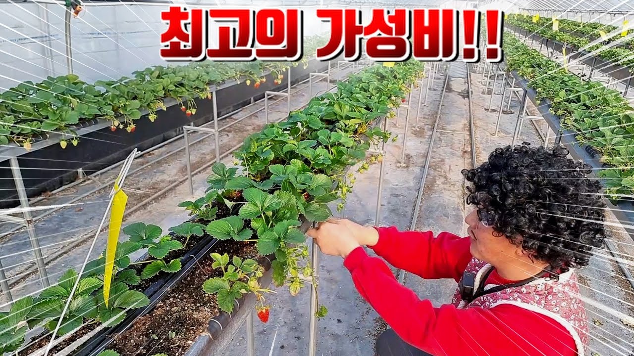 지금 시기 꼭 해보세요! 상큼함이 입안 가득 터집니다