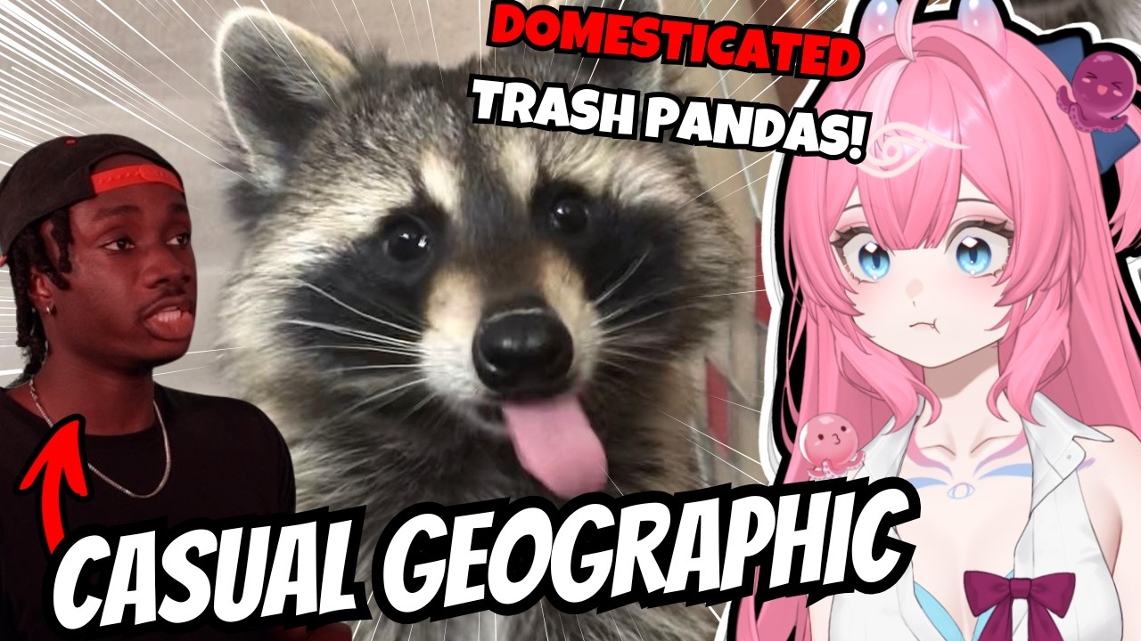 PET RACCOONS COMING SOON?!! | First Time Casual Geographic Vtuber React