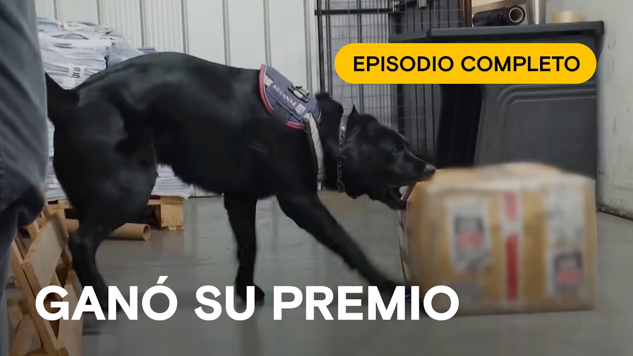 ¡Nada escapa a la mordida de la Brigada Canina! 🛑 ¡ALTO! FRONTERA CHILE 🚧 Episodio completo #12