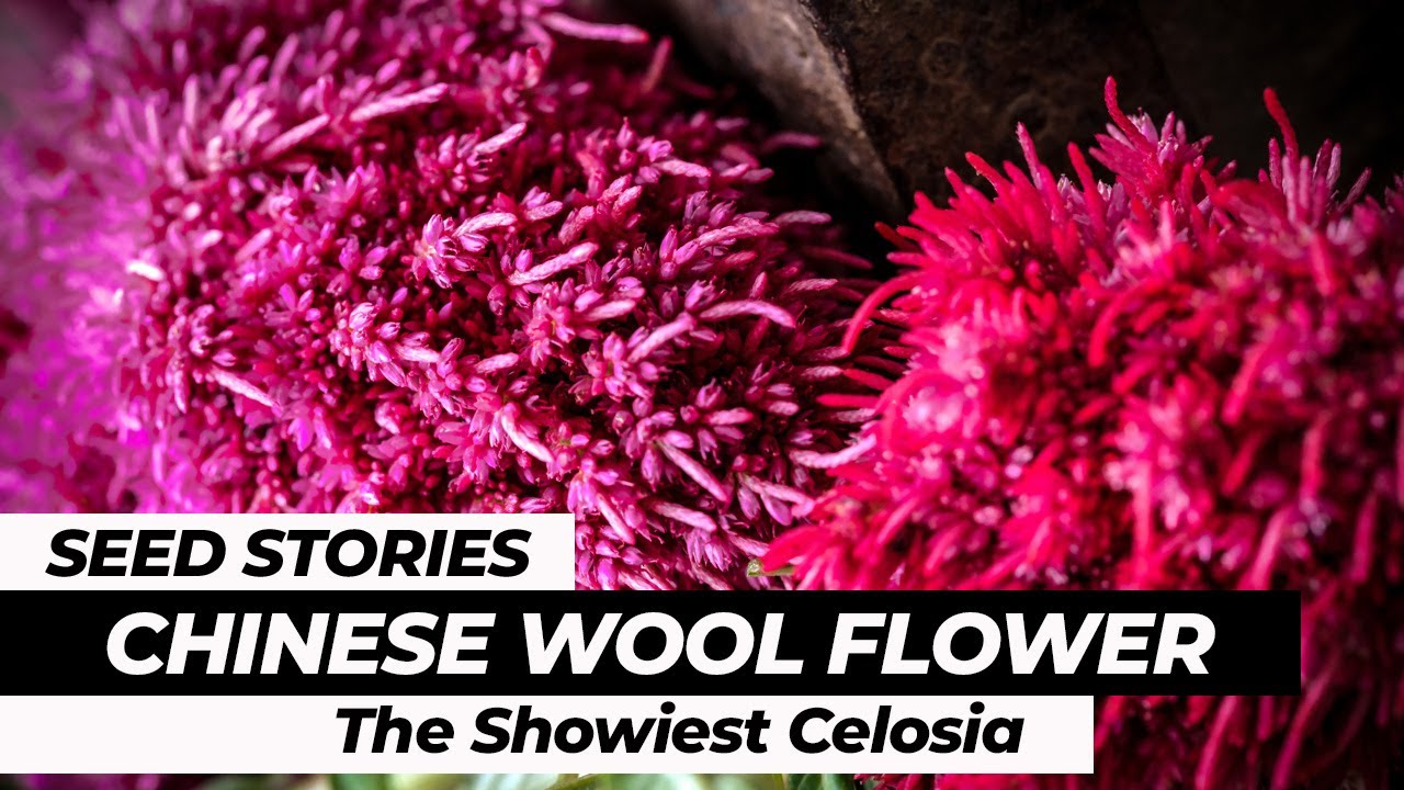 SEED STORIES | Chinese Wool Flower: The Showiest Celosia!
