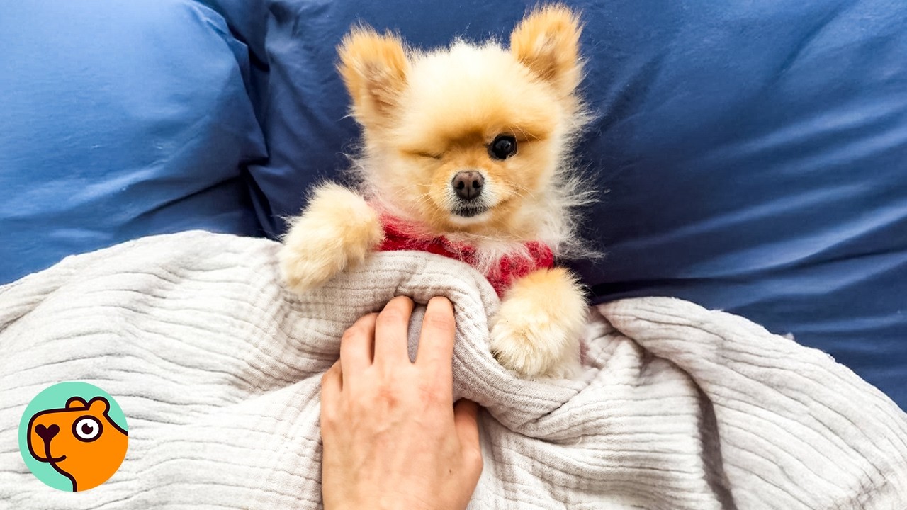 Dog Was Scared Of Everyone Until He Met This Woman | Cuddle Buddies