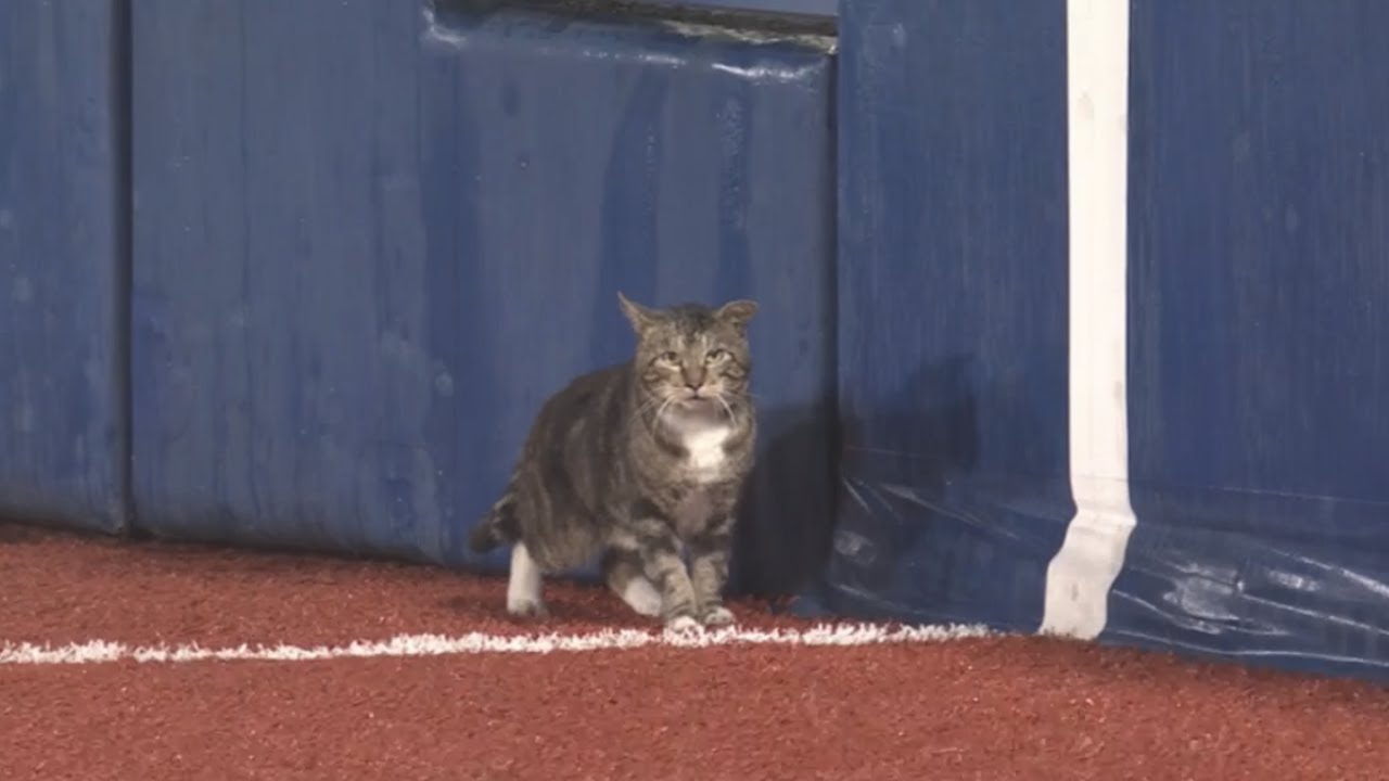 ハマスタに猫乱入(ニコ生コメ付き)