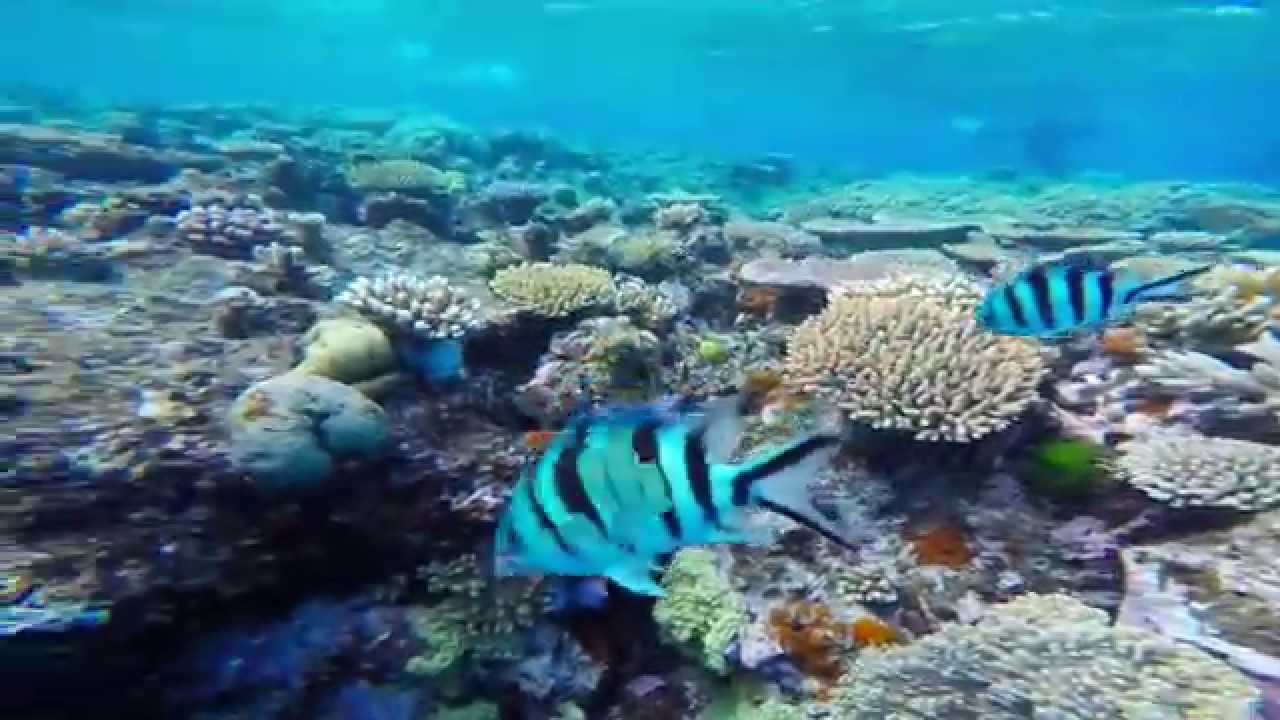 Agincourt Reef Snorkeling, Port Douglas QLD, Great Barrier Reef, Australia