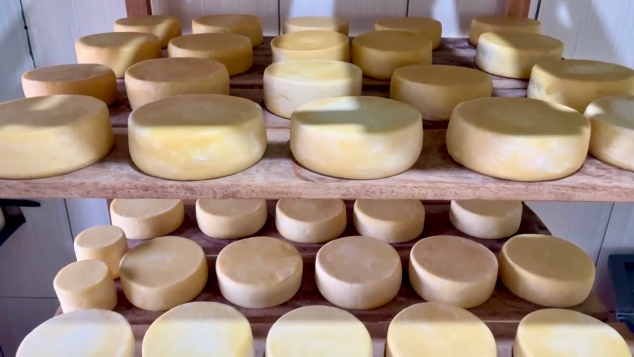 Bruna da Serra da Canastra ganhou ouro mais uma vez com a produ&ccedil;&atilde;o dos seus deliciosos queijos 🧀 