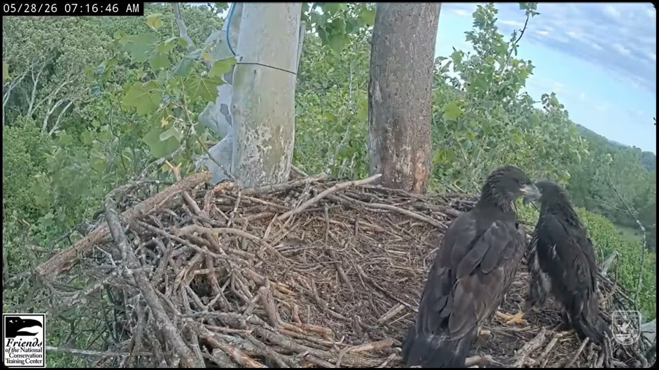 May 28 2026 Wingercising With Lift - Juvenile Eagles 8 Weeks Old