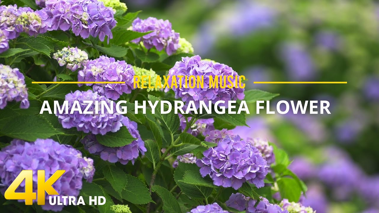 【4K Hydrangeas 】Amazing Beautiful Hydrangeas Scenery with Relaxing Music for Stress Relief