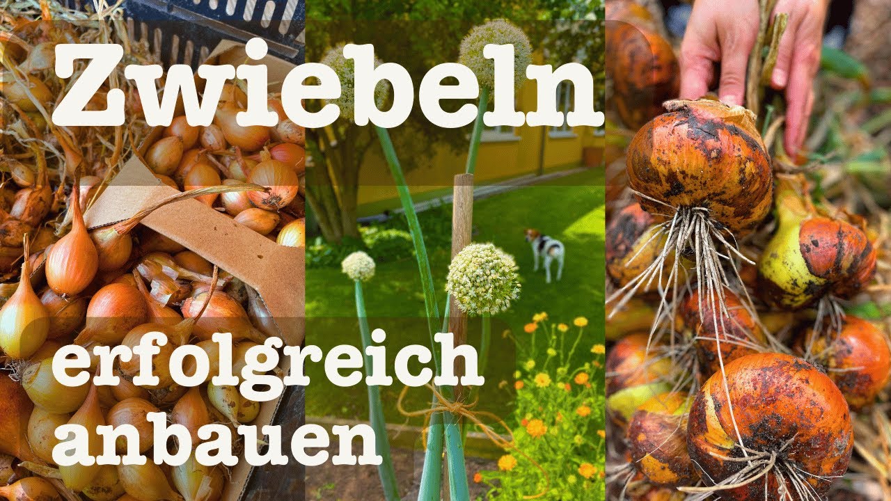 # 89 🧅 Zwiebeln erfolgreich anbauen 🧅 Vom Samenkorn über die Steckzwiebelanzucht 🐝🌸 bis zur Ernte