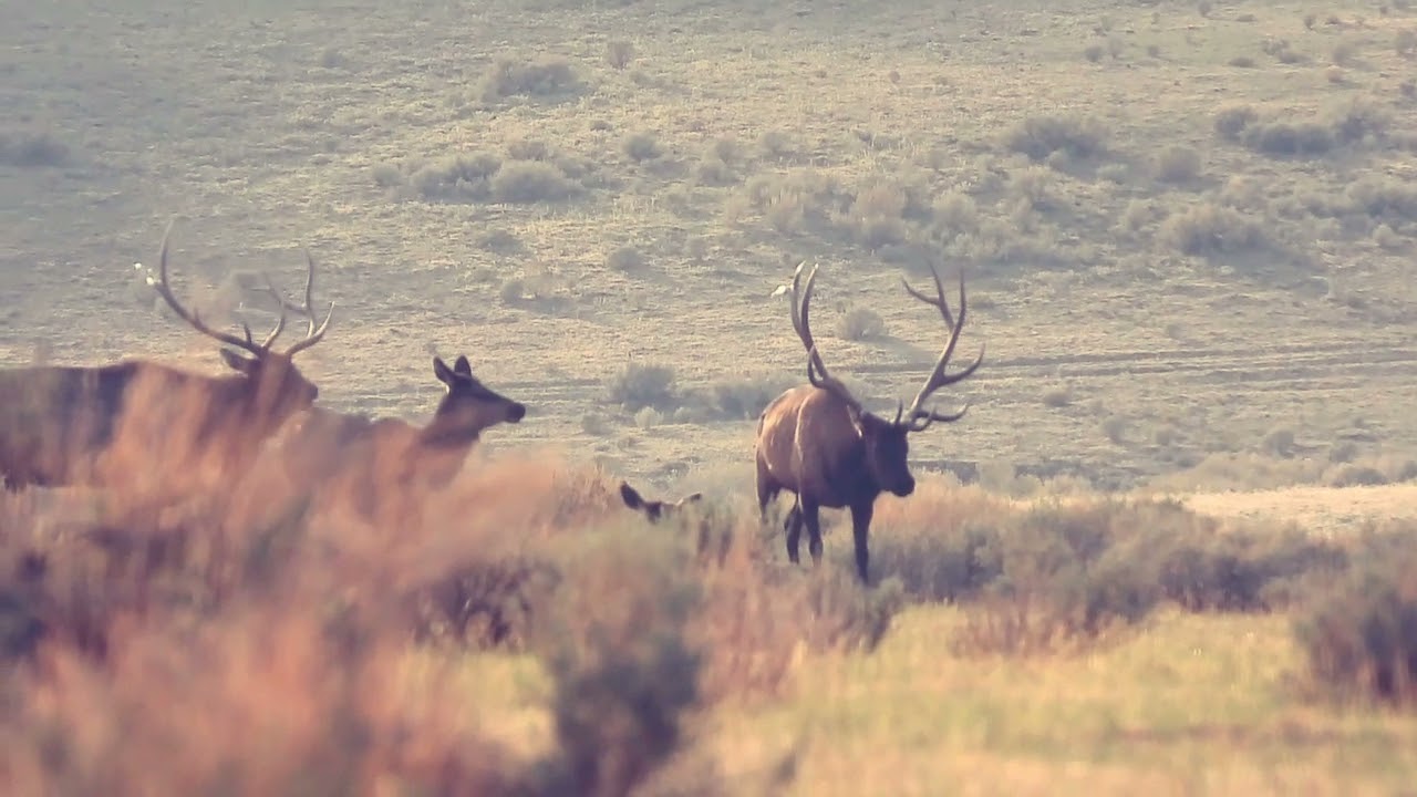 New Mexico GMU Unit 34 Hunting Information