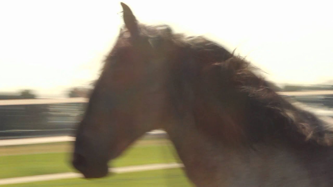 Meet CARLETTO, the Murgese horse