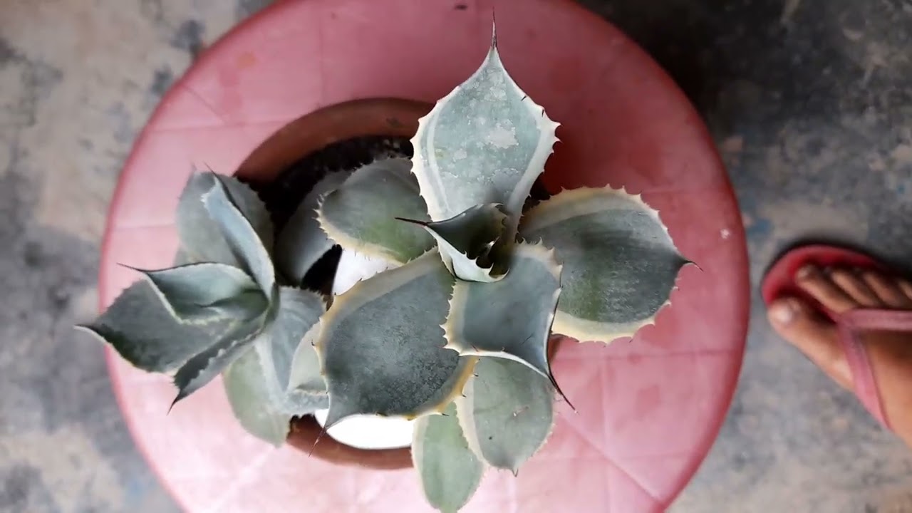 ❤️💚💙Agave potatorum❤️💚💙