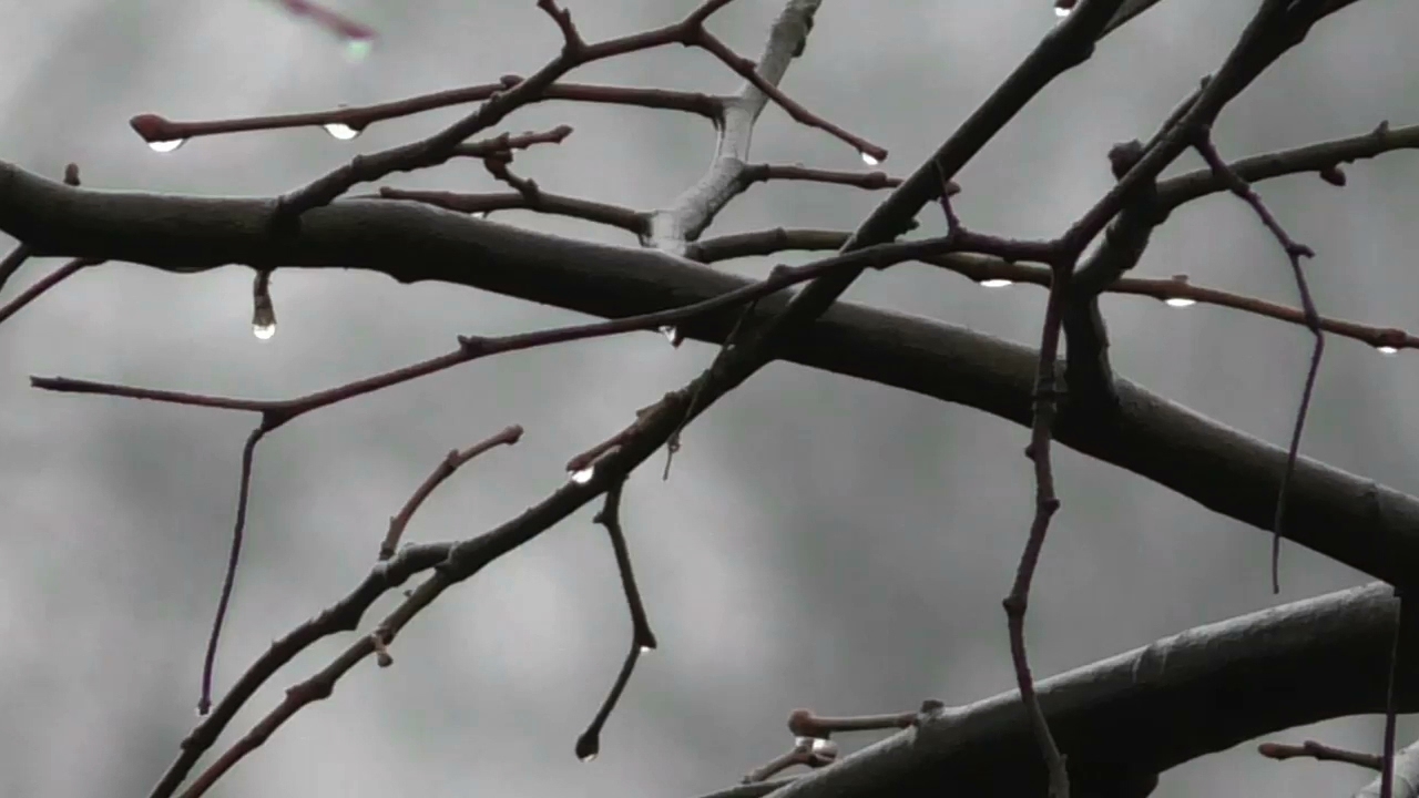 DRIZZLE RAIN - royalty free sound effect
