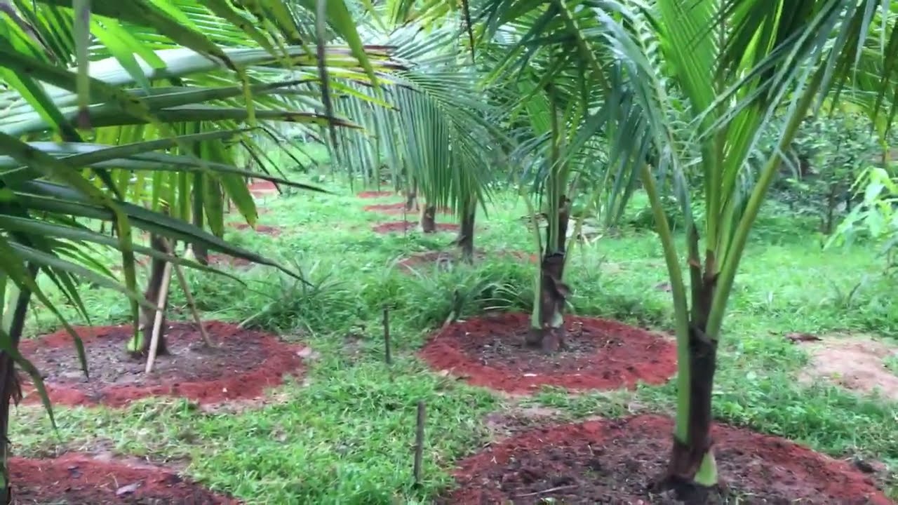 আমার সখের ফলের বাগান | ভিয়েতনামি নারিকেল বাগানের পরিচর্যা ও যত্ন | পর্ব ১১৫ | Vietnam Coconut Care