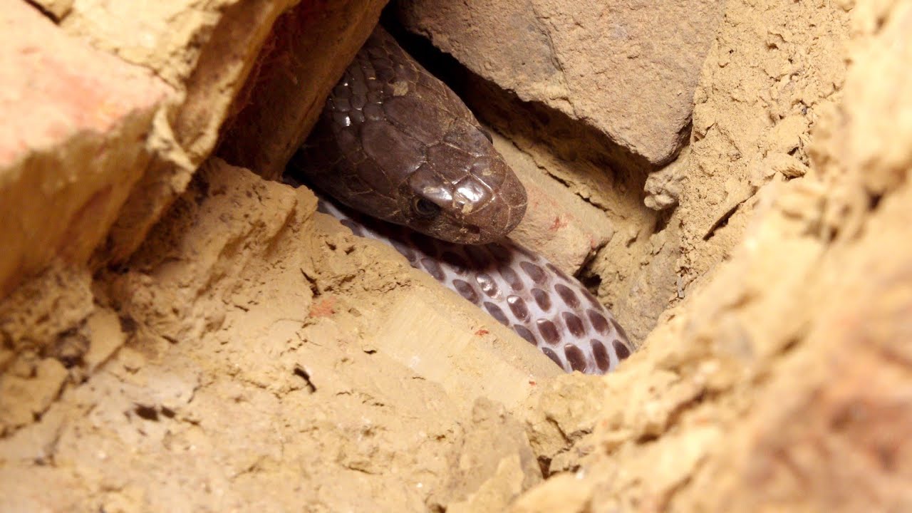 ऐसा खौफनाक मंजर कम देखने को मिलता है, नाग किस तरह छिपा था, फिर क्या...Cobra Snake in boundary wall😱
