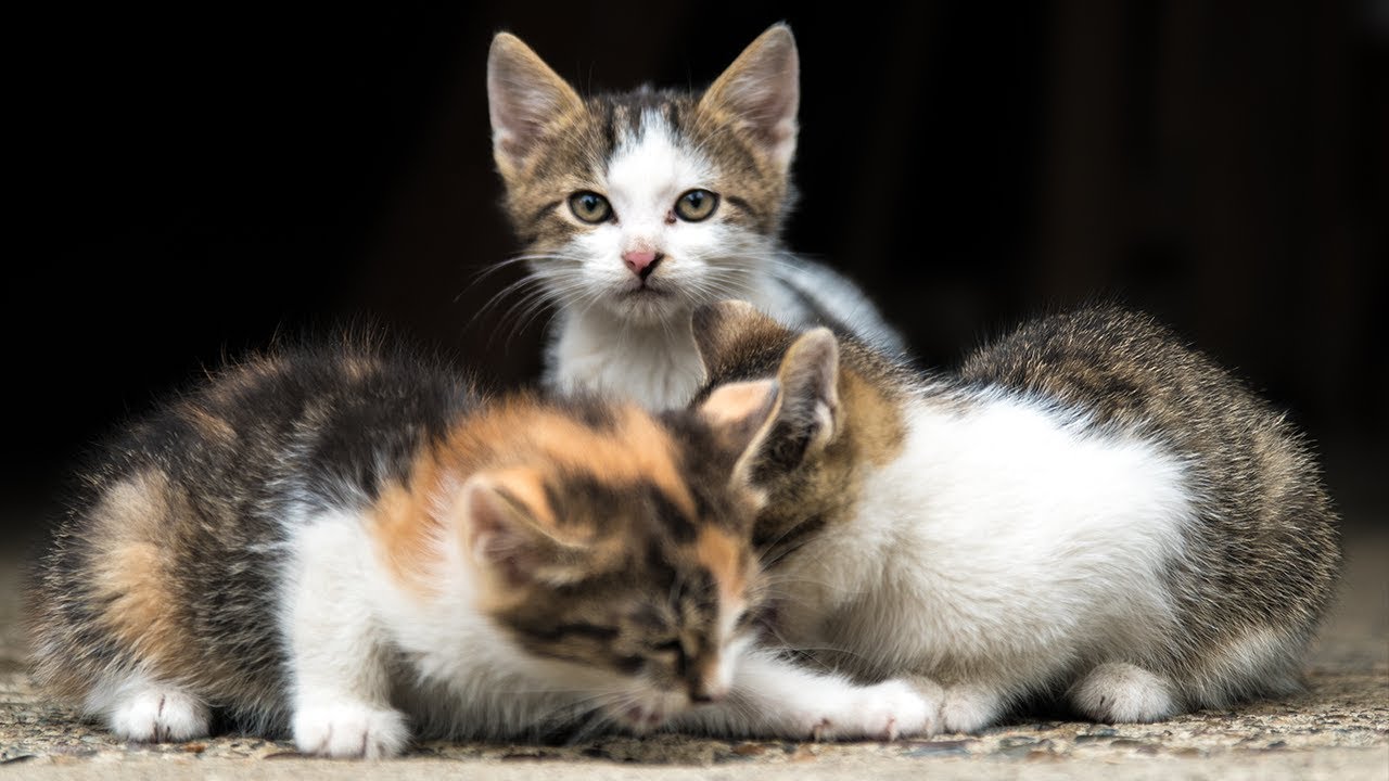 Feeding Croatian Kittens and Driving Across the Bosnian Border