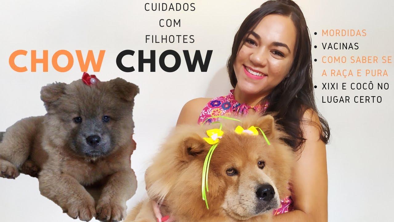 CUIDADOS COM CHOW CHOW FILHOTE, COMO EDUCAR, MORDIDAS, XIXI E AGORA O QUE FAZER?