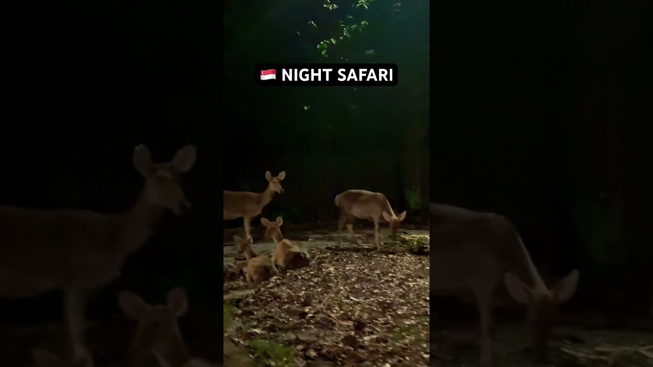 📍Singapore Night Safari #exploroff #nightsafari #safari #safarisingapore #singapore #singaporevideo