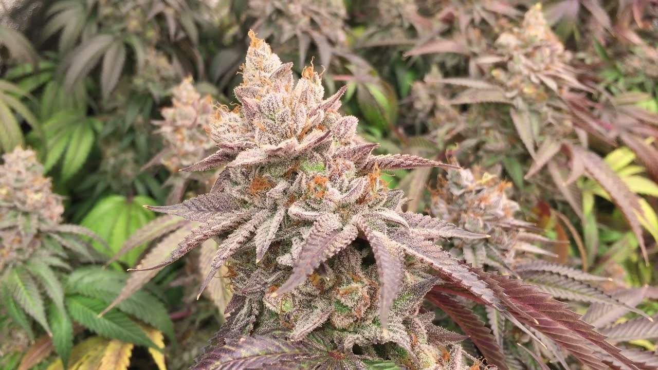 Garlic Sherbet Inhouse Genetics
