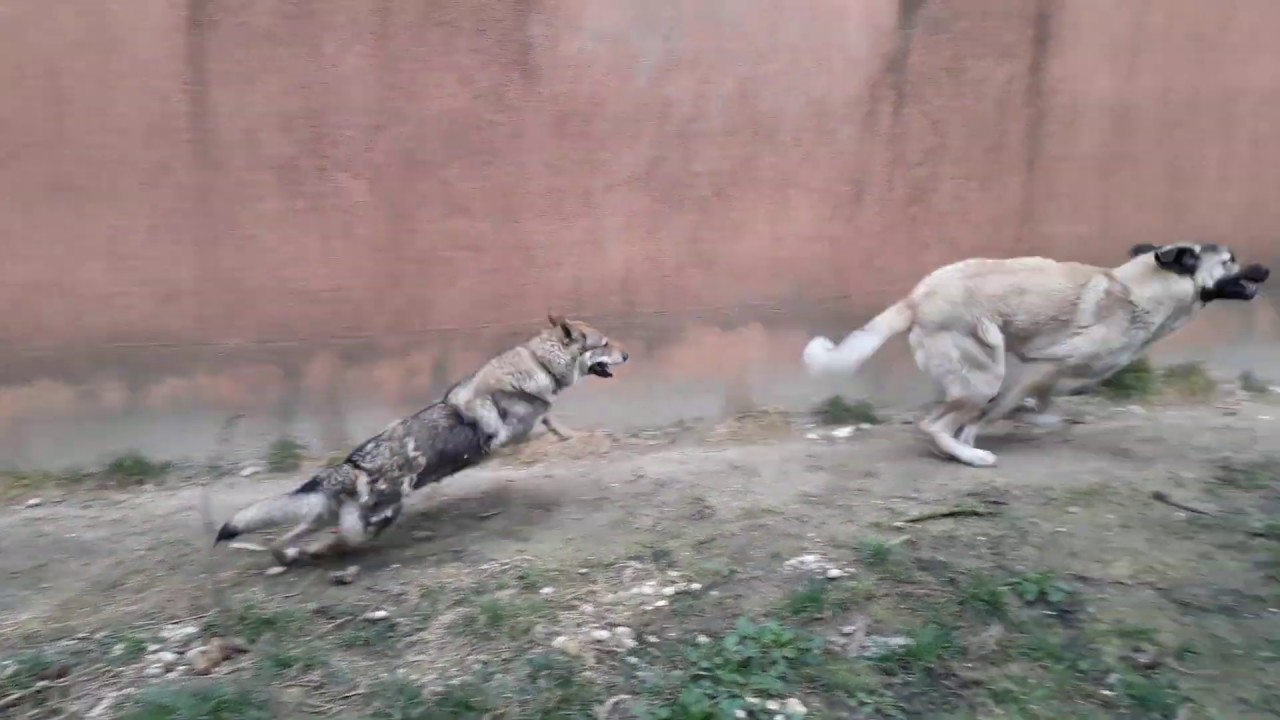 15 aylık kangal yavrusu. Aydan aya gelişim. #15 Cz wolf vs anatolian shepherd