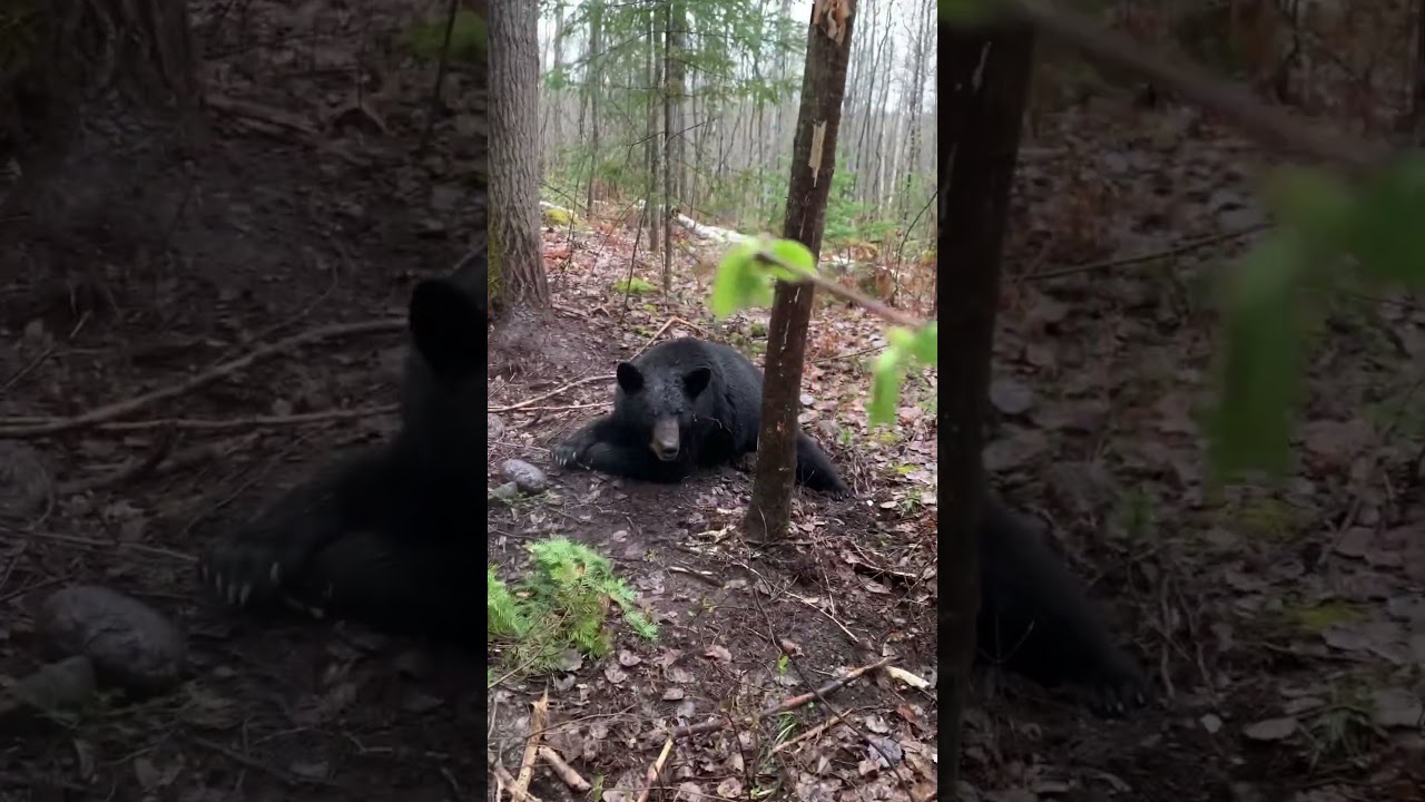 #trapping #bearhunting