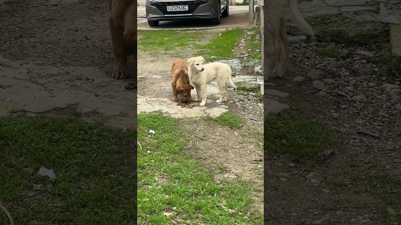 А вон и щенят нашел)
