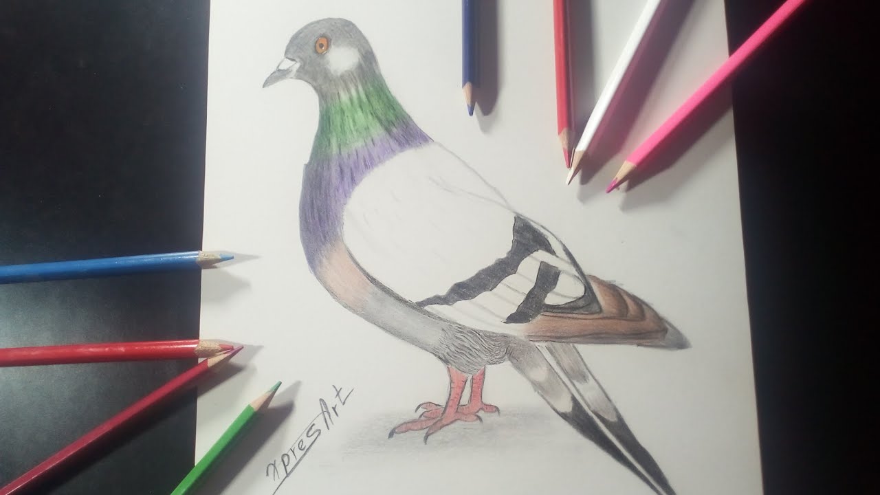 Pintando una paloma con lapices de colores