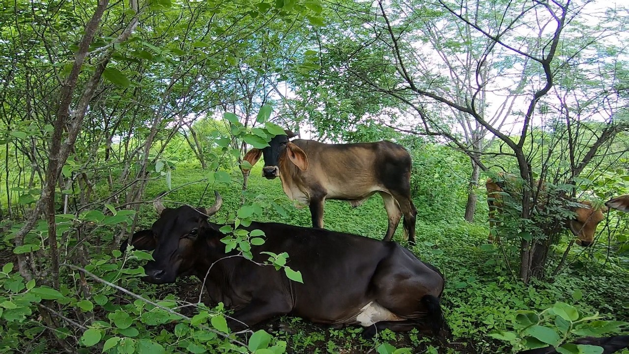 Achei uma vaca caída