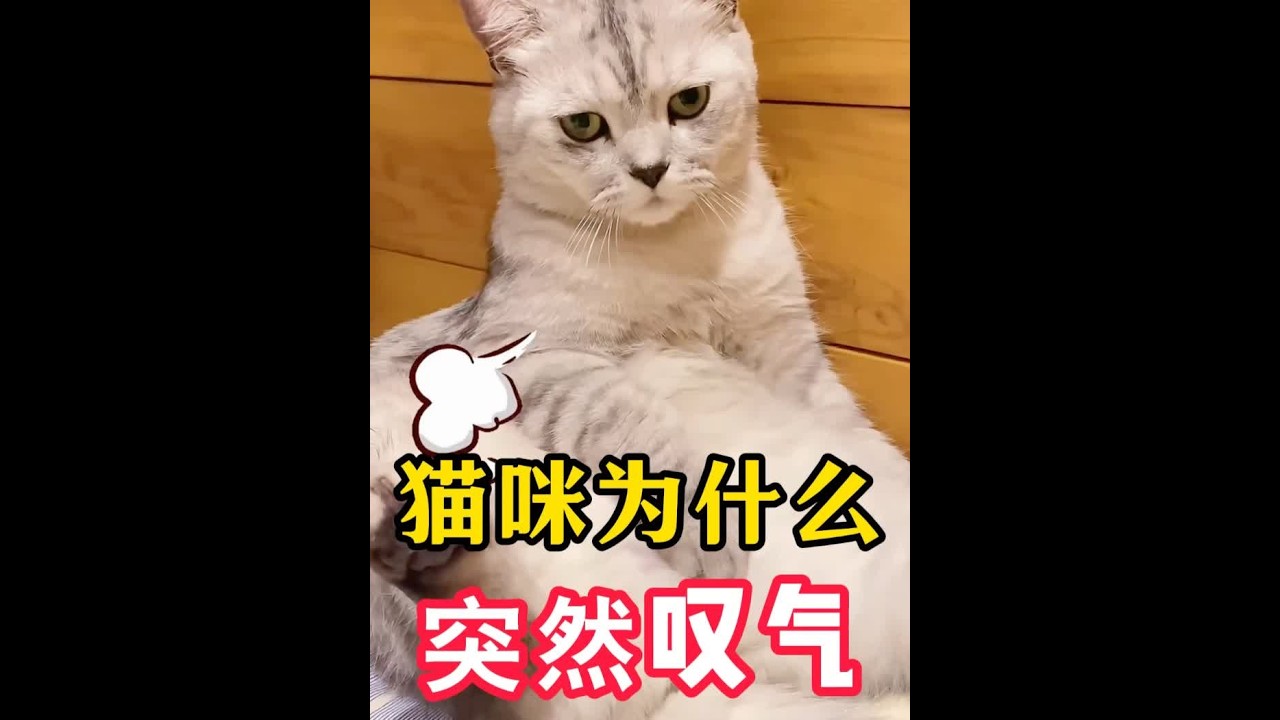 猫咪为什么会突然叹气？你家猫也叹气吗？ #新手养猫 #养猫经验分享 #科学养宠攻略 #养猫知识 #猫咪的迷惑行为