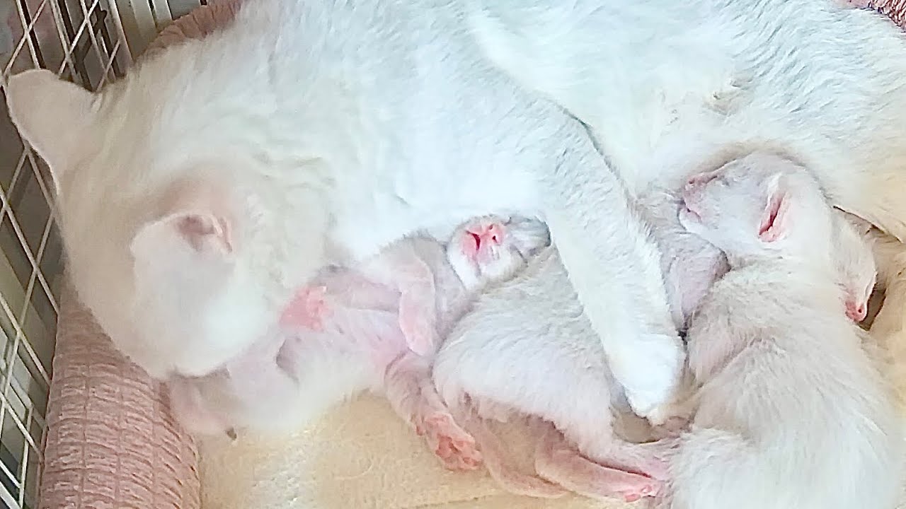 生後11日 幸せそうに排泄のお世話をしてもらう子猫【白玉ちゃん日記#15】A kitten being cared for by its mother cat during elimination