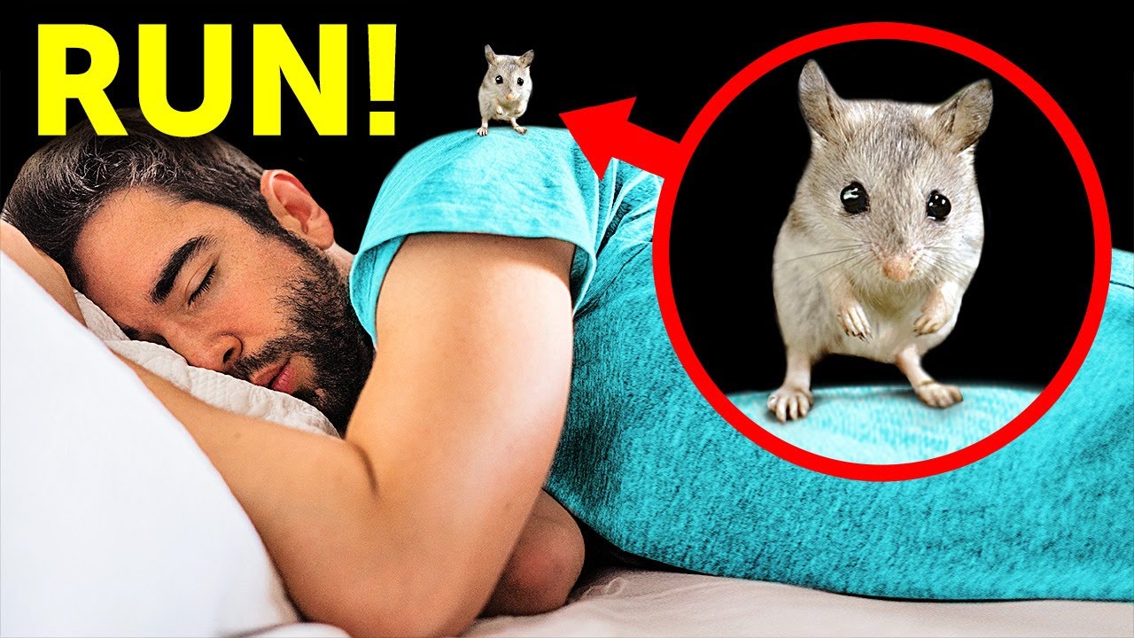 That's No Cute Mouse, and You Should Run If It's Near