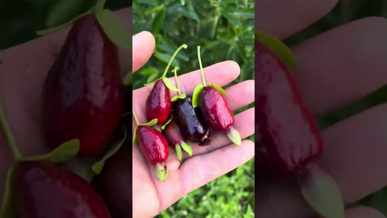 Cereza Nativa de frutos gigantes Eugenia calicina  Cultivar 1 vivero el Guapuru corrientes