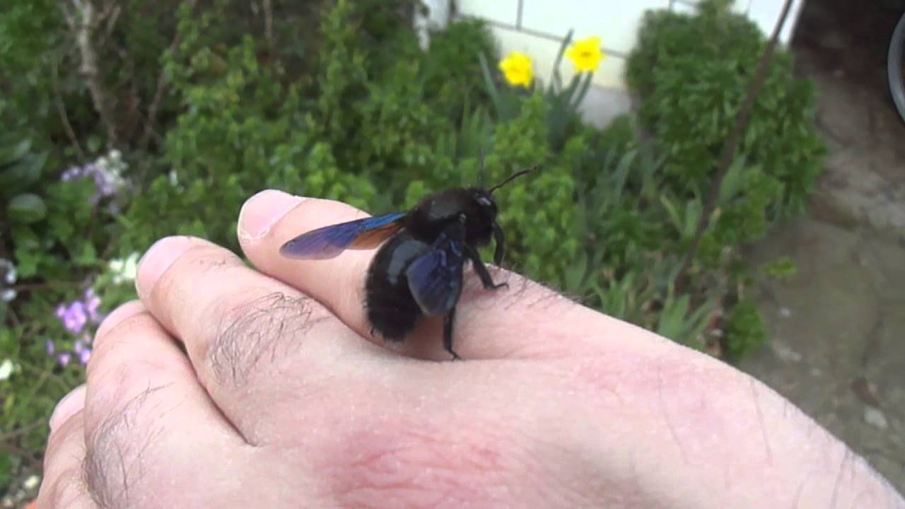Assisting Alfred the Carpenter Bee