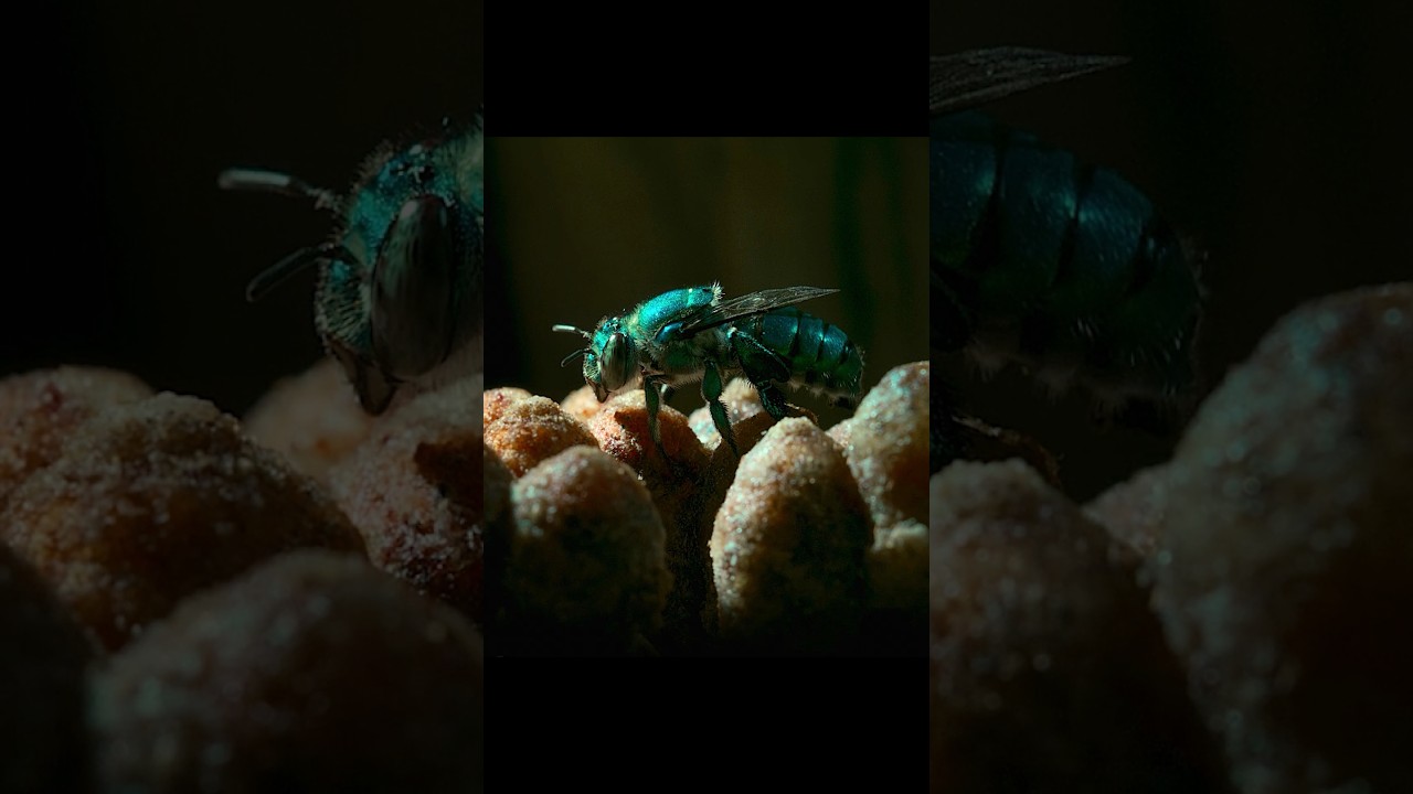 Della Breaks Free from Slavery to Become Queen #animals #wildlife #shorts #video