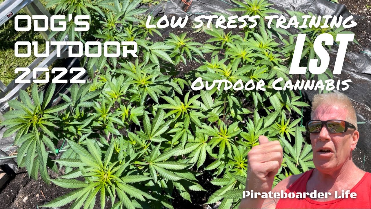 ODG&rsquo;s Outdoor 2022 LST Low Stress Training Outdoor Cannabis Plants&hellip;Growing Ganja with Big Results