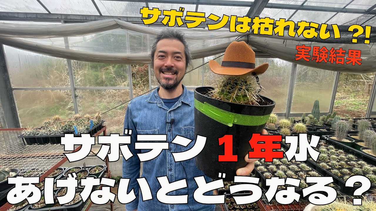 【驚き】サボテンに1年水をあげないと枯れるのか、実験結果をお見せします🤲【サボテンの育て方】